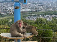 -岚山猴子公园