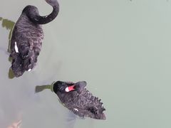 -芭东小镇温泉
