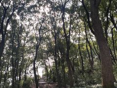 -苏州上方山国家森林公园