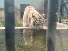 -合肥野生动物园