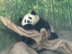 -武汉动物园