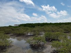 -北海金海湾红树林生态旅游区