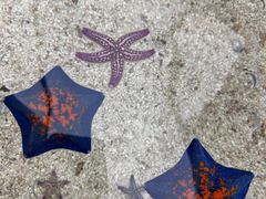 -上海海洋水族馆