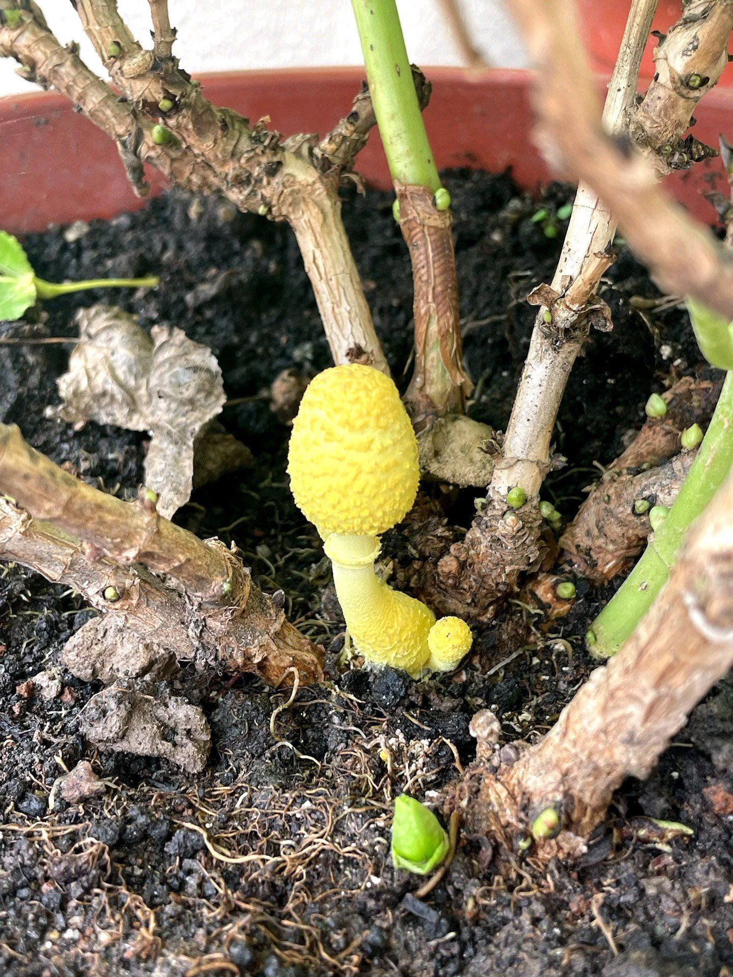 这是啥蘑菇?黄黄的