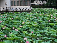 -荔湾湖公园