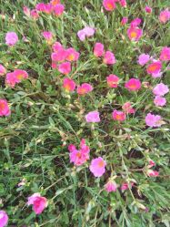 -悦妍韩式半永久纹眉纹绣