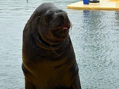 -秦皇岛乐岛海洋王国