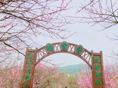 -香雪海