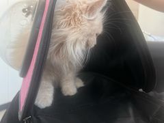 -爱诺耐芙动物医院(万博店)