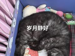 -美联众合动物医院·伴可分院·内科中心医院