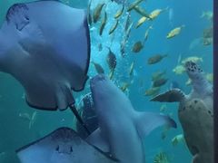 -太平洋海底世界