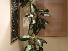 -厝味火锅·潮汕卤水火锅(十一合店)