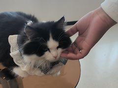 -共舞时光猫咖·狗咖(新街口店)