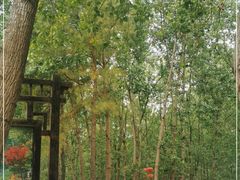 -合肥滨湖国家森林公园