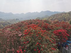 -贵州百里杜鹃风景名胜区
