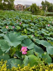 -芙蓉花月子会所(朝阳区店)