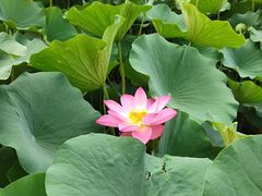 -莲花池公园
