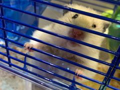 -momokira米努特·德文卷毛猫·棉花面纱犬