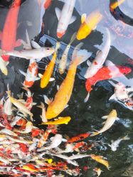 -巍阁高端月子会所