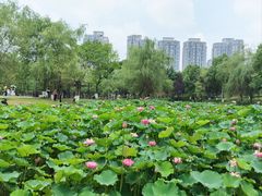 -沐仙湖湿地公园