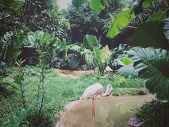 -海南热带野生动植物园