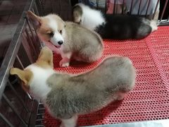 -中环花鸟鱼虫市场