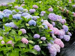 -荔湾湖公园