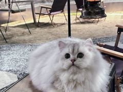 -J Create城市露营咖啡·简餐·宠物(上海动物园店)