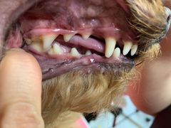 -宠福鑫康馨动物医院·骨科·眼科