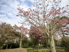 -风云岭森林公园