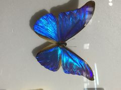 上海昆虫博物馆-上海昆虫博物馆