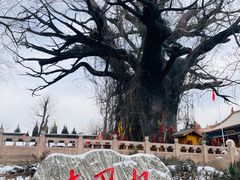 -大槐树寻根祭祖园
