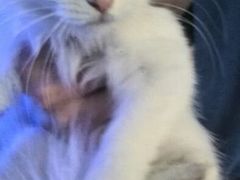 -Sirena海妖日咖夜酒