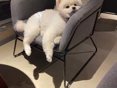 -百好乐宠物友好餐厅(朝外大街店)