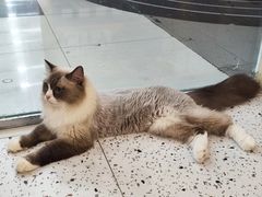 -猫域·湾主题猫咖·宠物吧(南坪城市广场店)