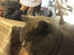 -海边的猫和咖啡馆