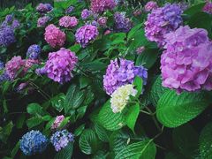 -西湖风景区-江洋畈生态公园