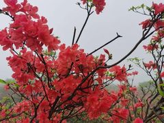 -大围山国家森林公园