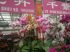 -李村大集