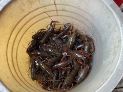 -同銮特种养殖场·龙虾垂钓