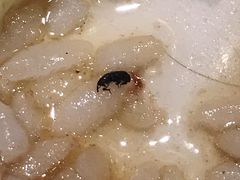 -陈光记烧腊(长寿路店)