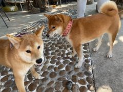 -柴犬高等学院·狗咖·柴犬售卖·宠物训练