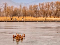 -野鸭湖国家湿地公园