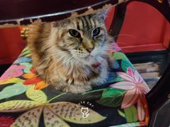 -猫色咖啡·猫咖