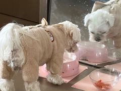 -狗舍宠物医院(四季商业广场店)