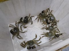 -蟹状元大闸蟹·年货·粽子(成都成华店)