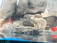 -海合安武汉极地海洋公园