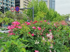 -武汉关码头(轮渡站)