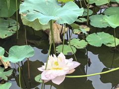 -木塔寺遗址生态公园