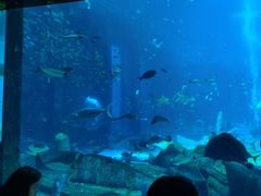 -亚特兰蒂斯•OSSIANO奥西亚诺海底餐厅